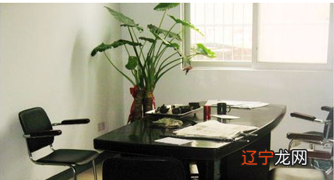 慈世堂：办公室花卉摆放禁忌盘点那些不利的植物风水
