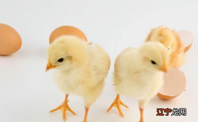 梦见清晨时雄晓，预示着梦者好的运气即将到来