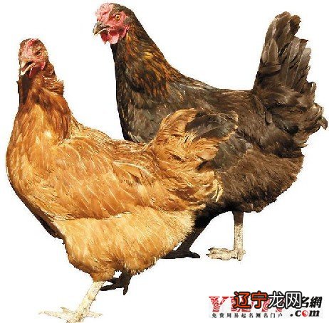 梦见清晨时雄晓，预示着梦者好的运气即将到来