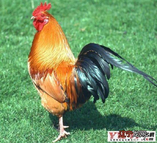 梦见清晨时雄晓，预示着梦者好的运气即将到来