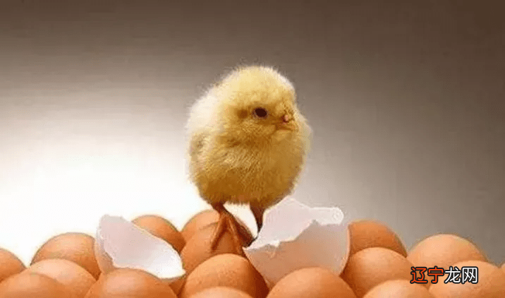 梦见清晨时雄晓，预示着梦者好的运气即将到来