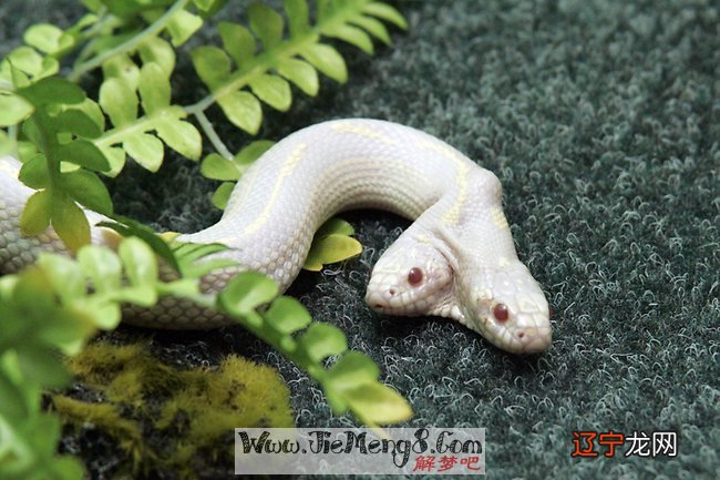 周运：关于梦见蛇围着自己的梦境解读网友梦幻