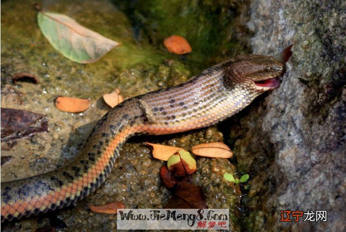 周运：关于梦见蛇围着自己的梦境解读网友梦幻