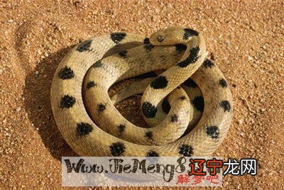 周运：关于梦见蛇围着自己的梦境解读网友梦幻