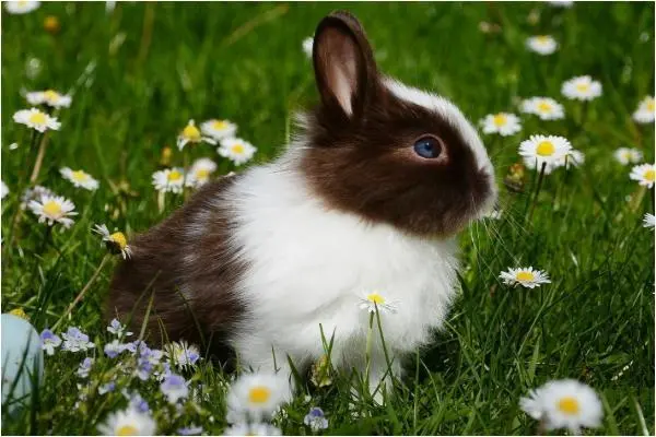 每一个人都有自己的生肖属相在生活中的优点