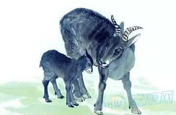 属羊的男性和什么属相最配，你知道吗？