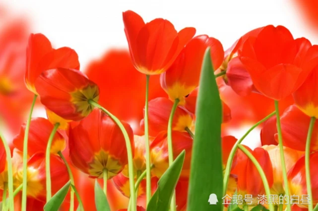 9月将到时候,不是所有人都是真心的的生肖