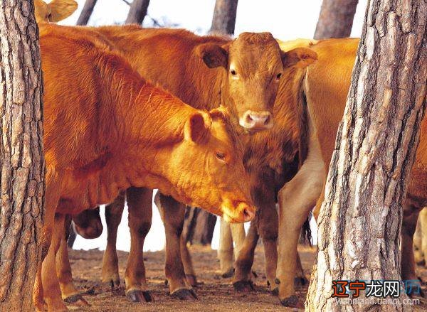 出生事业成功这类人时出生的话,运势是很好的