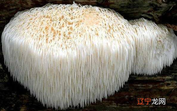 世界上最奇怪的蘑菇,竟然是它?!!