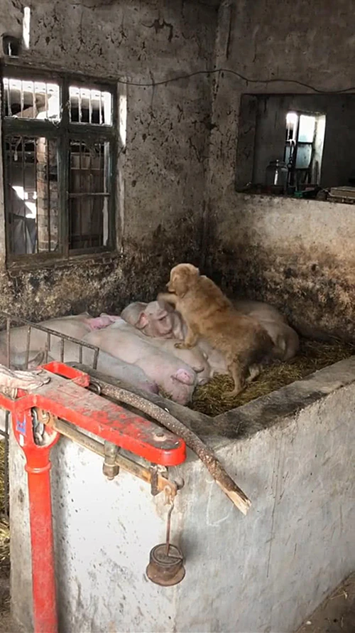 梦见猪嚎叫 郑重声明:用户在财富号/股吧/博客社区发表的所有信息