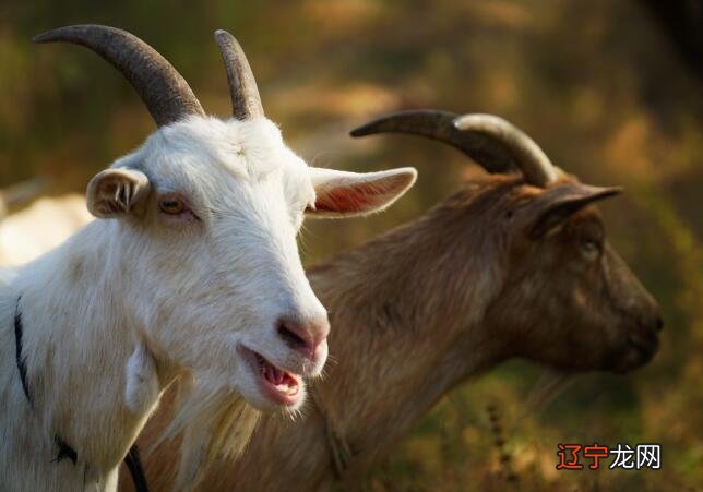 下周生肖羊狮子座运势_属龙人下周运势运程_生肖属羊人下周运势