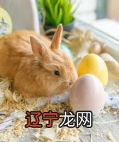 属兔1987生肖运势详解_1987年生肖兔运势_生肖兔今日运势详解