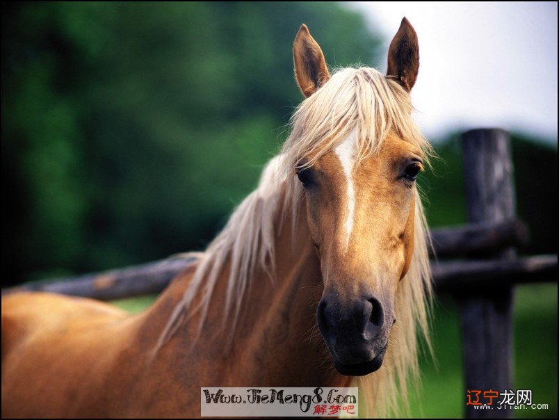 风水堂:什么样的梦境会杀死马