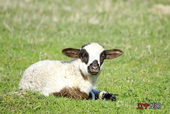 如何给自己的羊宝宝起一个有内涵的名字？