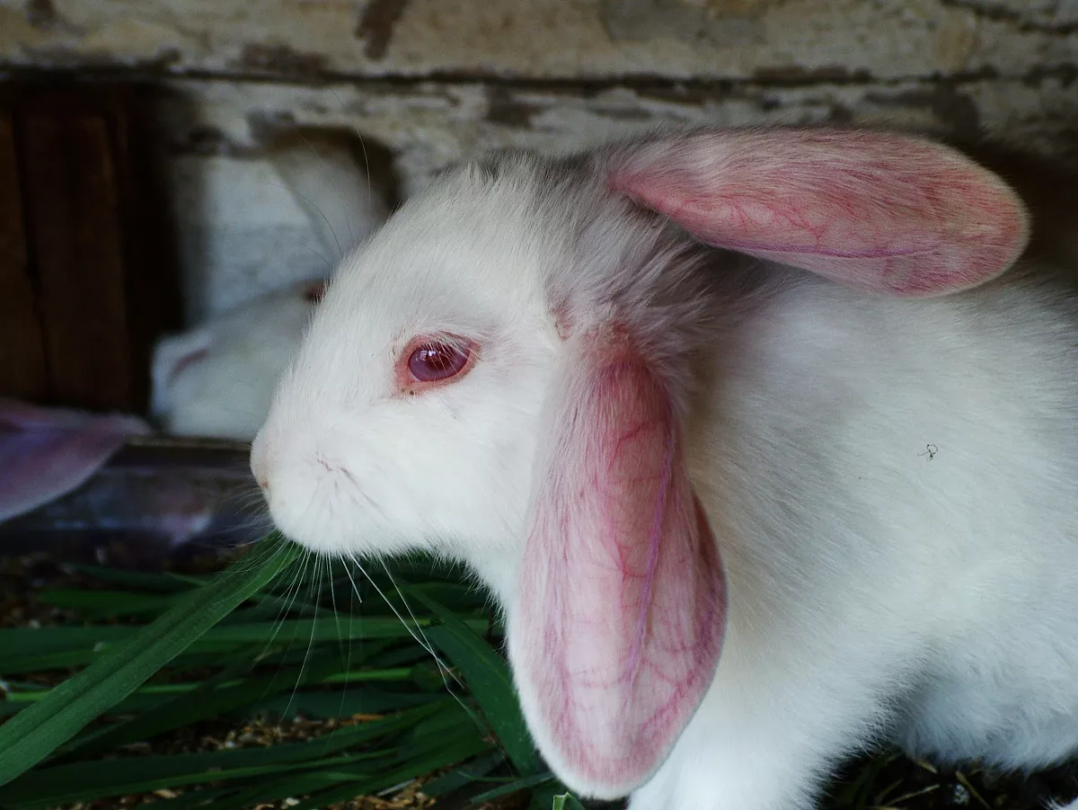 熱門測算生肖兔和什么生肖最配1999年属兔婚配