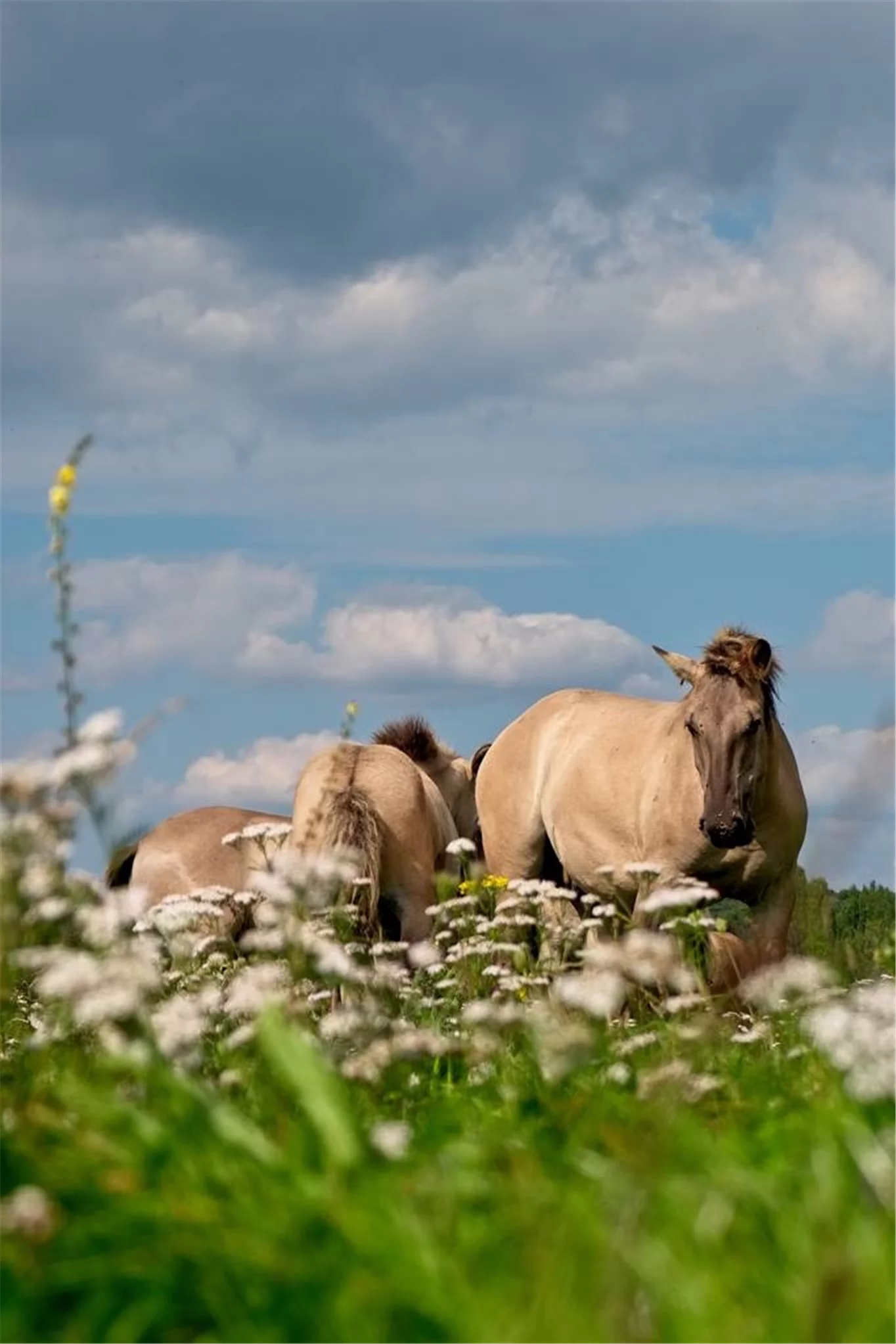 熱門測算生肖兔和什么生肖最配1999年属兔婚配