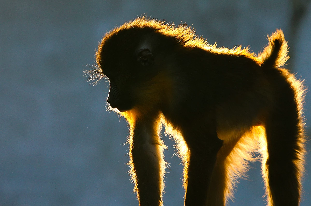 熱門測算生肖兔和什么生肖最配1999年属兔婚配