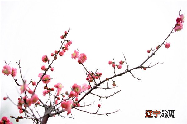 3月初二龙抬头，由穷转富，3生肖喜事逃不了，富贵吉祥