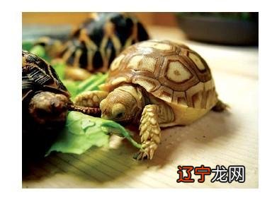 慈世堂：卧室吊灯的风水讲究，你知道吗？