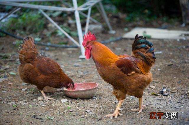 属蛇的人对不喜欢总是斤斤计较和什么属相犯冲