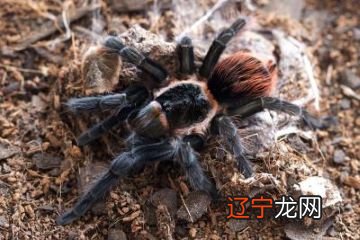 梦见蜘蛛咬_梦见被蜘蛛咬最后还被它跑了_孕妇梦见被蜘蛛咬是什么意思