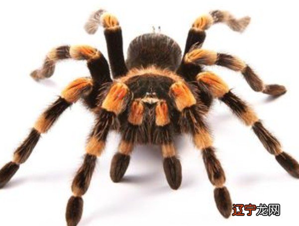 孕妇梦见被蜘蛛咬是什么意思_梦见蜘蛛咬_梦见被蜘蛛咬最后还被它跑了