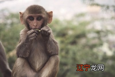 2016年10月21日 李居明属猴人年运程