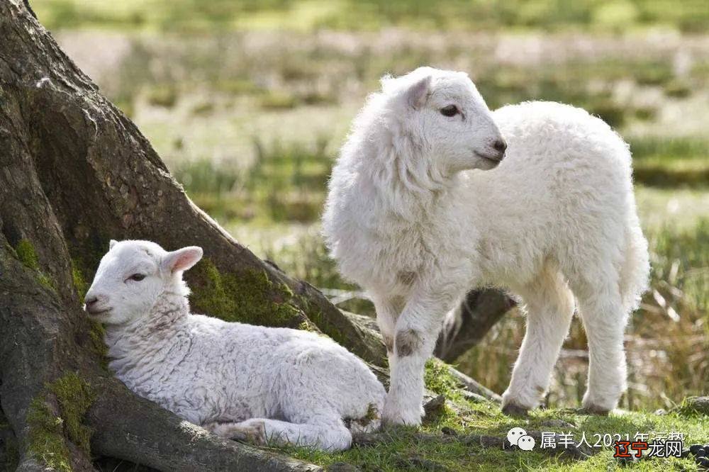 生肖马和生肖猴生哪个属相的宝宝_属马和属羊生什么生肖_虎马羊 属相合吗