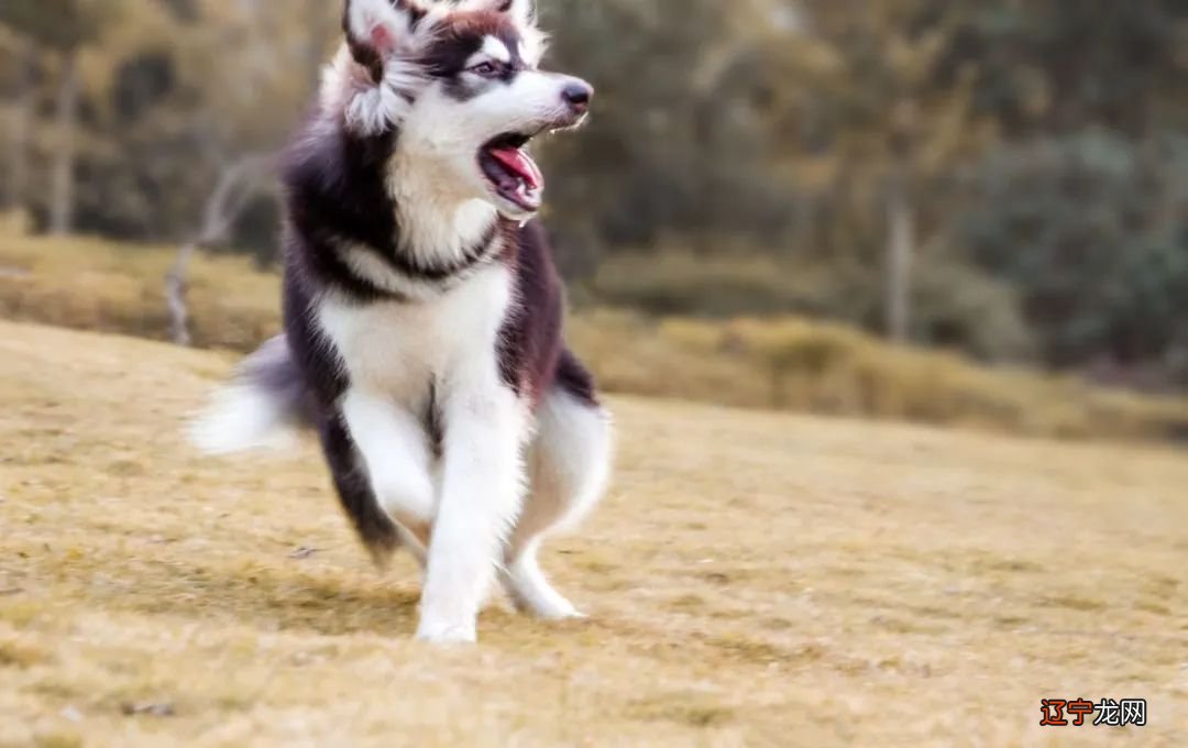 不敢放开胆去闯，5月中旬有奴仆宫得的生肖