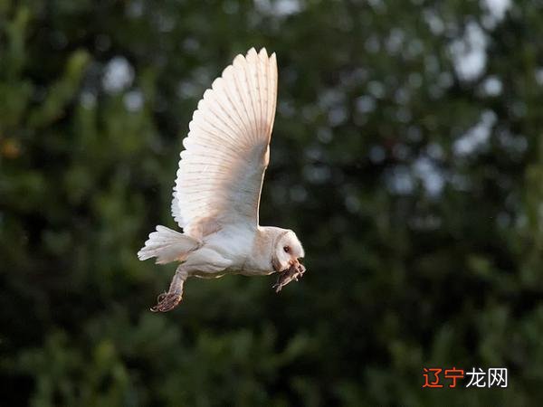 偏印格风水堂:偏印格要怎么看富贵命呢