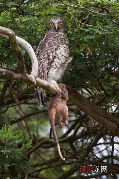 偏印格风水堂:偏印格要怎么看富贵命呢