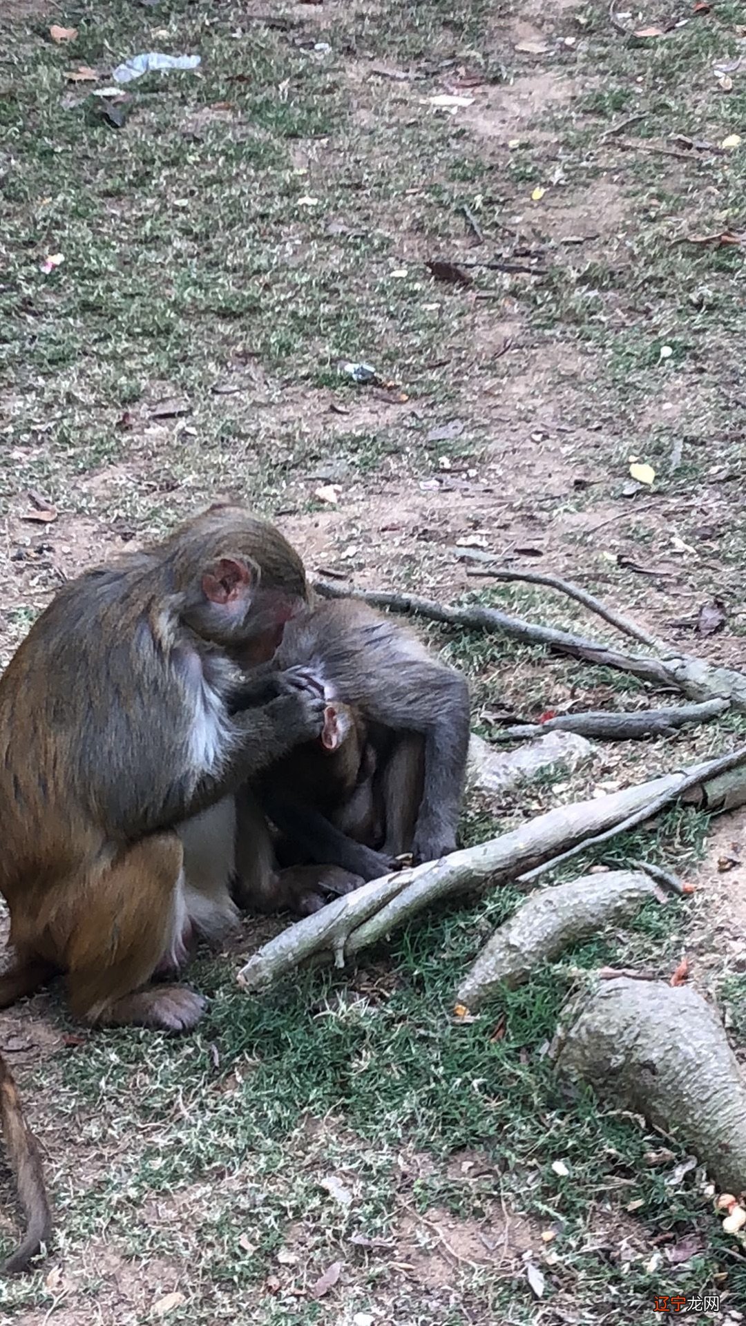 2022壬寅虎年生肖猴的朋友不顺