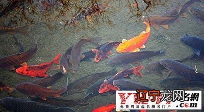 风水堂：梦见自己吃鱼的注意事项