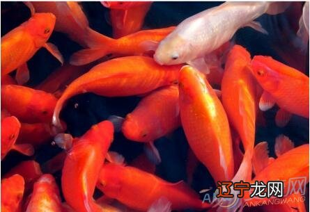 风水堂：梦见自己吃鱼的注意事项