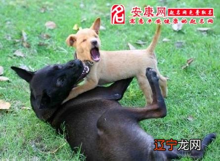 黑色藏獒图片欣赏_梦见黑色藏獒_黑色藏獒幼犬要喂什么