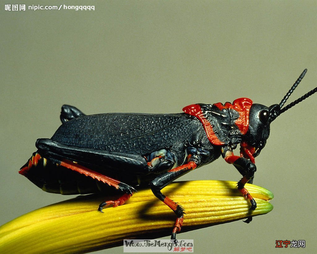 周公解梦:梦见红色大虫子是什么意思?,代表着什么?