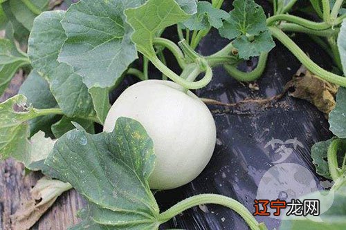 图 慈世堂:甜瓜梦见一个什么意思?