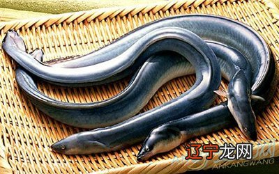 孕妇梦见别人抓好多鱼_梦见别人抓好多鱼_梦见我抓了好多善鱼