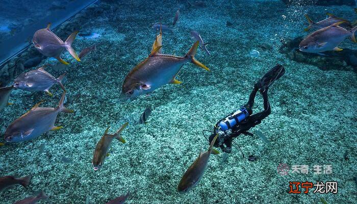 梦见别人抓好多鱼_孕妇梦见别人抓好多鱼_梦见我抓了好多善鱼