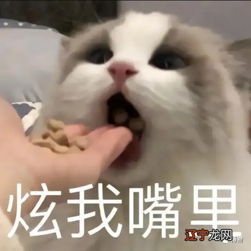 梦见树上果子红了_红叶子红果子什么树_梦见树上结绿色大果子