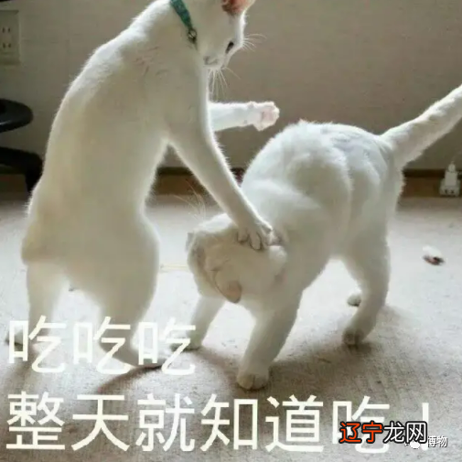 梦见树上结绿色大果子_红叶子红果子什么树_梦见树上果子红了