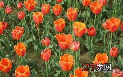 这几个生肖最幸运,事业好,生活幸福,幸福一生