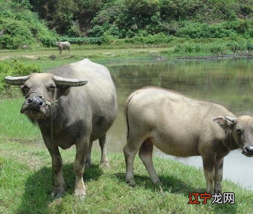 1986年1月出生属什么生肖_86年1月出生属什么生肖_1993年5月出生属什么生肖