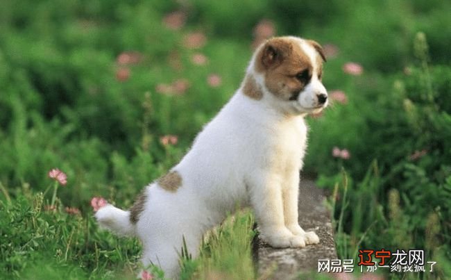 属狗的2018戴什么生肖_2018生肖属资料_明年属什么生肖2018