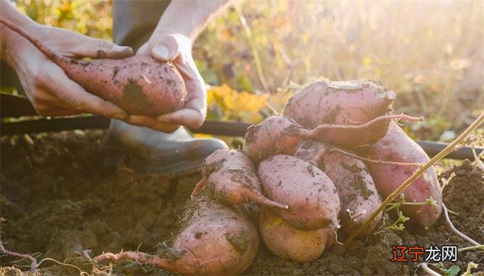 中年妇女网：梦见红薯是什么回事？梦见地瓜好吗
