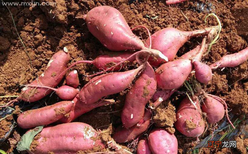 中年妇女网：梦见红薯是什么回事？梦见地瓜好吗