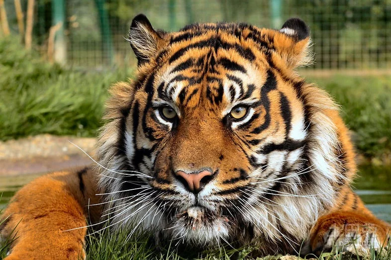 属虎的和什么属相最配属虎男跟属牛的女相配吗