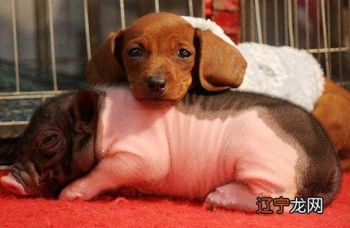 生肖配对中属猪的和属狗的婚姻怎么样？适合结婚吗？