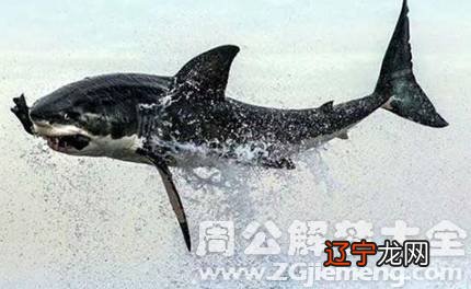 梦见天上掉鱼,预示着会有好的机遇与发展