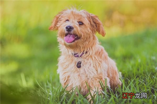 出生年份而定,那呢沉稳,为人低调,喜独处的生肖